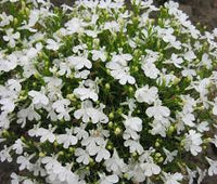 Lobelia Pendula White Lady Cascade Flower seeds for Planting - Long Bloom Season, Heirloom & GMO Free Seeds for Home Garden