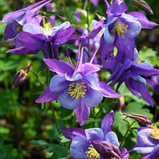 Violet Blue Aquilegia Flower Seeds for Planting Easy to Grow Heirloom & GMO Free Seeds for Home Garden
 
 Sale