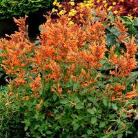 Orange Agastache Flower seeds for Planting - Long Bloom Season, Heirloom & GMO Free Seeds for Home Garden