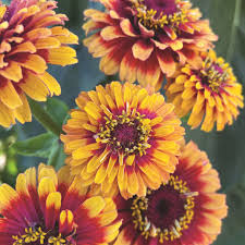 Zowie Flower Planting Seeds for Vibrant Blooms and Thriving Gardens - Seed for Your Colorful Floral Display