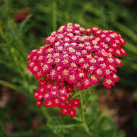 Red Yarrow Flower seeds for Planting - Cottage Garden Essential, Heirloom & GMO Free Seeds for Home Garden