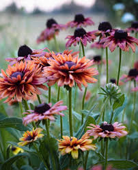 Rudbeckia Sahar Flower seeds for Planting - Hardy Variety, Heirloom & GMO Free Seeds for Home Garden