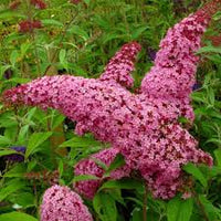 Pink Buddleia Flower Seeds for Planting Shade Tolerant Heirloom & GMO Free Seeds for Home Garden  Sale