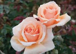 Orange Joey Hybrid Tea Rose Flower seeds for Planting - Cut Flower Favorite, Heirloom & GMO Free Seeds for Home Garden