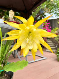 Epiphyllum Orchid Flower seeds for Planting - Pollinator Friendly, Heirloom & GMO Free Seeds for Home Garden