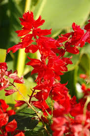 Deep Red Scarlet Sage Flower Seeds - Flower seeds for Planting - Compact Growth, Heirloom & GMO Free Seeds for Home Garden