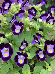 Torenia Flower seeds for Planting Colorful Display Heirloom & GMO Free Seeds for Home Garden