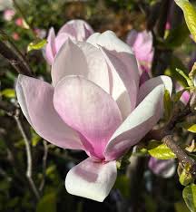 Baby Pink Yulan Flower seeds for Planting - Shade Tolerant, Heirloom & GMO Free Seeds for Home Garden