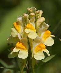 Oldfield Toadflax Flower seeds for Planting - Garden Favorite, Heirloom & GMO Free Seeds for Home Garden