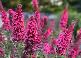 Buddleia Davidii Flower seeds for Planting Sun Loving Heirloom & GMO Free Seeds for Home Garden