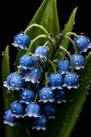 Violet Bell Orchid Flower Seeds for Planting