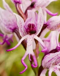 Naked Man Orchid Seeds for Planting - Unique Flowering Plant Seeds