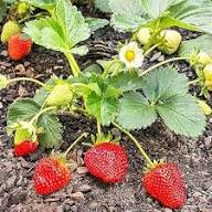 Japanese Hokowase Strawberry Seeds for Planting - Sweet & Juicy Fruit Seeds