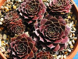 Maroon Jovibarba Flower seeds for Planting - Compact Growth, Heirloom & GMO Free Seeds for Home Garden