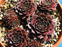 Maroon Jovibarba Flower seeds for Planting - Compact Growth, Heirloom & GMO Free Seeds for Home Garden