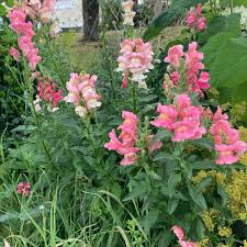 Pink Antirrhinum Flower Seeds for Planting Bright Blooms Heirloom & GMO Free Seeds for Home Garden
 
 Sale