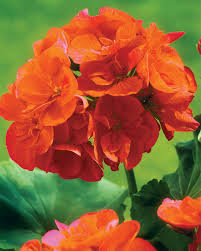 Orange Pelargonium Peltatum Flower Seeds for Planting Drought Tolerant Heirloom & GMO Free Seeds for Home Garden
 
 Sale