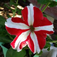 Red and White Oblique Petunia Flower Seeds for Easy Planting