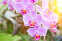 Violet Phalaenopsis Flower Seeds for Planting Fragrant Blossoms Heirloom & GMO Free Seeds for Home Garden
 
 Sale