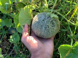 Blue Minnesota Melon Seeds for Planting