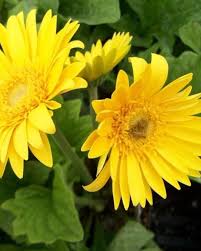 Yellow Gerbera Flower Seeds for Planting Hardy Variety Heirloom & GMO Free Seeds for Home Garden
 
 Sale