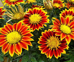 Red Yellow Gazania Flower Seeds for Planting Compact Growth Heirloom & GMO Free Seeds for Home Garden
 
 Sale