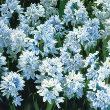 Nivalis SnowDrop Flower seeds for Planting - Easy to Grow, Heirloom & GMO Free Seeds for Home Garden