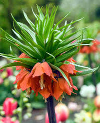 Crown Imperial Flower Seeds - Planting Seeds for Stunning Bell-Shaped Blooms
