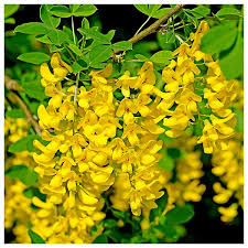 Golden Chain Flower Seeds for Planting  Elegant Garden Blooms