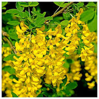 Golden Chain Flower Seeds for Planting  Elegant Garden Blooms