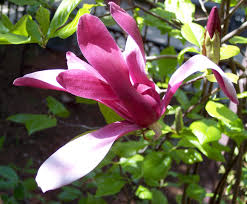 Magnolia Flower Planting Seeds - Grow Stunning Blooms in Your Garden