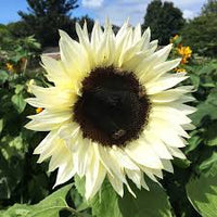 White Sunflower Flower seeds for Planting - Seasonal Bloomer, Heirloom & GMO Free Seeds for Home Garden