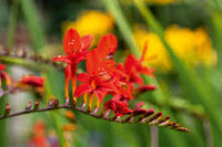 Heirloom Crocosmia Flower seeds for Planting Low Maintenance Heirloom & GMO Free Seeds for Home Garden