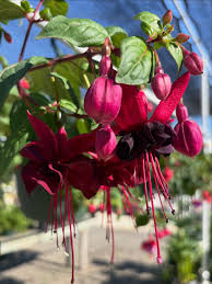 Black Pink Fuchsia Flower seeds for Planting - Garden Favorite, Heirloom & GMO Free Seeds for Home Garden