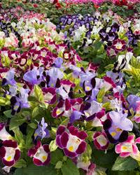 Mixed Torenia Flower seeds for Planting - Fragrant Blossoms, Heirloom & GMO Free Seeds for Home Garden