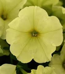 Cream Petunia Flower Seeds for Planting Heirloom NONGMO Seeds Easy to Grow Garden Blooms Hardy Variety 
 
 Sale