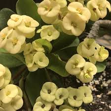 Crown of Thorn Flower seeds for Planting - Premium Quality, Heirloom & GMO Free Seeds for Home Garden