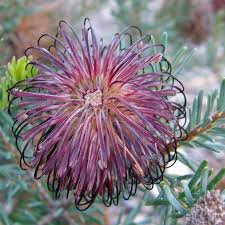 Violet Banksia Flower seeds for Planting, Pollinator Friendly Heirloom & GMO Free Seeds for Home Garden