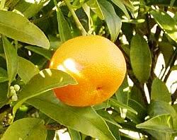 Tangerine (Mandarin Orange) Citrus reticulata Fruit Tree Seeds