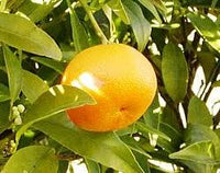 Tangerine (Mandarin Orange) Citrus reticulata Fruit Tree Seeds