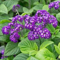 Fresh Heliotrope Flower seeds for Planting - Shade Tolerant, Heirloom & GMO Free Seeds for Home Garden