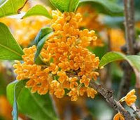 Osmanthus Orange Flower seeds for Planting - Drought Tolerant, Heirloom & GMO Free Seeds for Home Garden