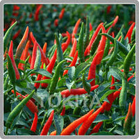 Red and Green Chili Vegetable Planting Seeds