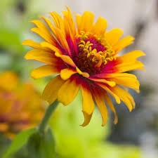 Yellow Red Zinnia Flower seeds for Planting - Cut Flower Favorite, Heirloom & GMO Free Seeds for Home Garden