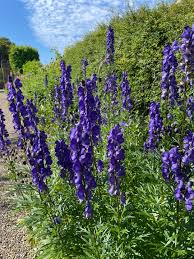 Blue Monkshood Flower seeds for Planting - Colorful Display, Heirloom & GMO Free Seeds for Home Garden
 
 Sale