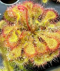 Yellow Sundew Flower Seeds – SunLoving Heirloom & NonGMO Seeds for Easy Home Garden Planting
 
 Sale