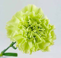 Green Carnation Flower seeds for Planting Long Bloom Season Heirloom & GMO Free Seeds for Home Garden