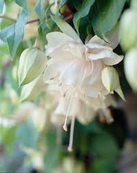 White Fuchsias Flower Seeds for Planting Sun Loving Heirloom & GMO Free Seeds for Home Garden
 
 Sale