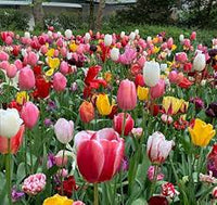 MultiColour Tulip Flower Seeds for Planting Vibrant Colors Heirloom & GMO Free Seeds for Home Garden
 
 Sale