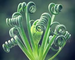 Heirloom Spiralis Flower seeds for Planting Easy to Grow Heirloom & GMO Free Seeds for Home Garden
